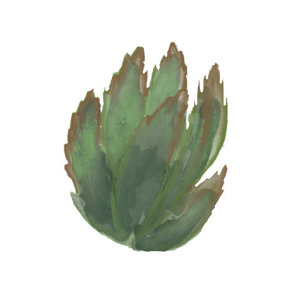 a spiny succulent plant