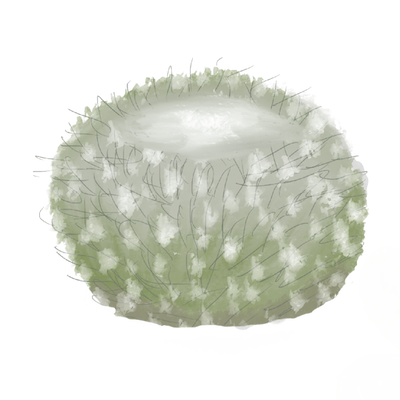 a round catus plant