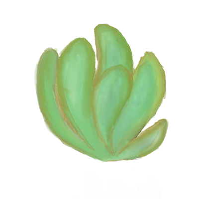 a big catus plant